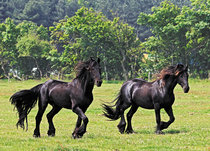 Dieren kaarten | Paarden kaarten Dieren kaarten | Paarden kaarten