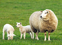 Ansichtkaarten van de lente Ansichtkaarten van de lente