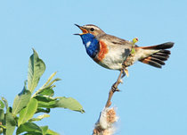 Vogel kaarten | Zangvogels Vogel kaarten | Zangvogels