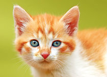 Dieren kaarten | Katten / poezen Dieren kaarten | Katten / poezen