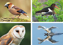 Vogel kaarten Vogel kaarten