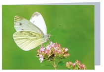 Wenskaarten zonder tekst | Vlinders