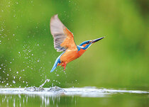 Beloningsstickers | Vogels