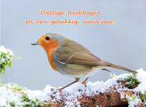 Goedkope kerstkaarten | Vogels