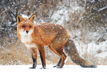 Goedkope kerstkaarten | Dieren