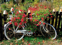 Ansichtkaarten van fietsen Ansichtkaarten van fietsen