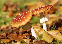 Herfst kaarten | Paddestoelen Herfst kaarten | Paddestoelen