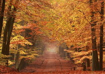 Herfst kaarten | Landschap Herfst kaarten | Landschap