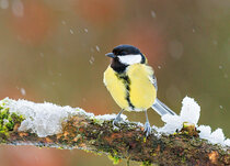Winter kaarten | Dieren en vogels