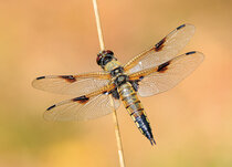 Dieren kaarten | Insecten Dieren kaarten | Insecten