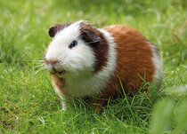 Dieren kaarten | Huisdieren Dieren kaarten | Huisdieren