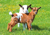 Dieren kaarten | Boerderij dieren Dieren kaarten | Boerderij dieren