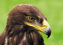 Vogel kaarten | Roofvogels Vogel kaarten | Roofvogels