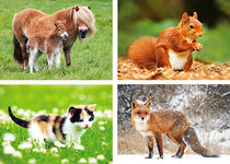 Dieren kaarten Dieren kaarten