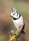 Vogel kaarten | Bosvogels Vogel kaarten | Bosvogels