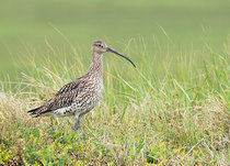 Vogel kaarten | Weidevogels Vogel kaarten | Weidevogels