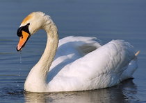 Vogel kaarten | Watervogels Vogel kaarten | Watervogels
