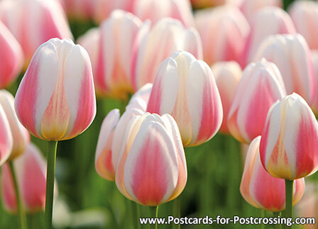 postcrossing-kaarten-set-77-tulpen