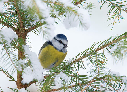 Winter kaarten