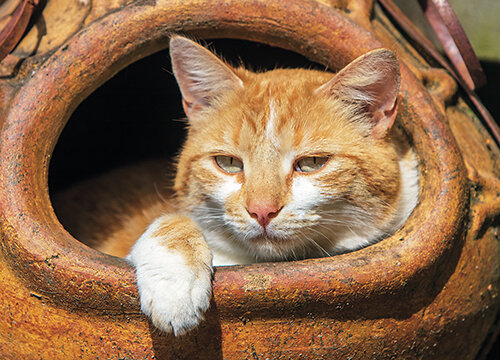 Katten kaarten | ansichtkaarten van katten