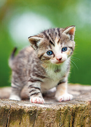 ansichtkaarten katten
