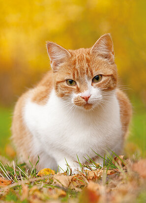 ansichtkaarten katten