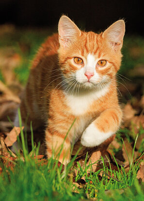 ansichtkaarten katten