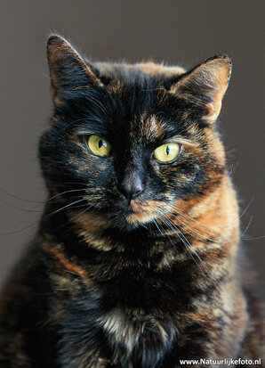 Katten kaarten