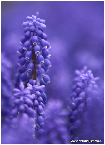 Bloemen-kaarten-blauwe-druifjes