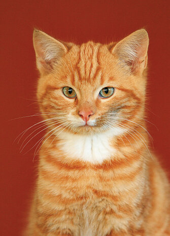 ansichtkaarten katten