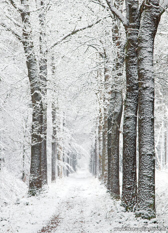 Winterkaarten