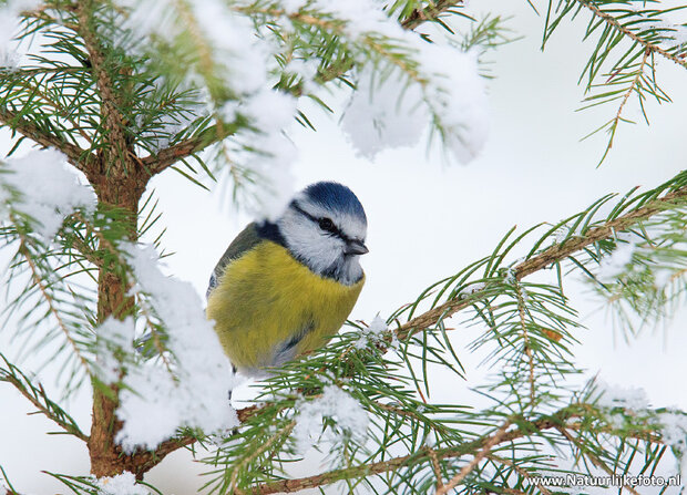 Winter kaarten