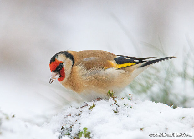 Winter kaarten