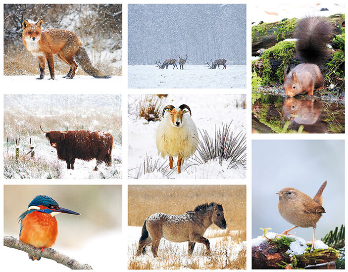 Goedkope kerstkaarten set dieren - 8 enkele kaarten zonder enveloppe (set nr. 3)