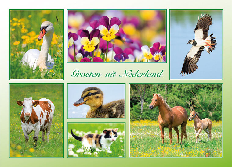 ansichtkaart groeten uit Nederland lente