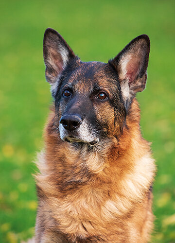 ansichtkaarten honden - honden kaarten