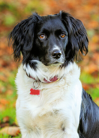 ansichtkaarten honden - honden kaarten