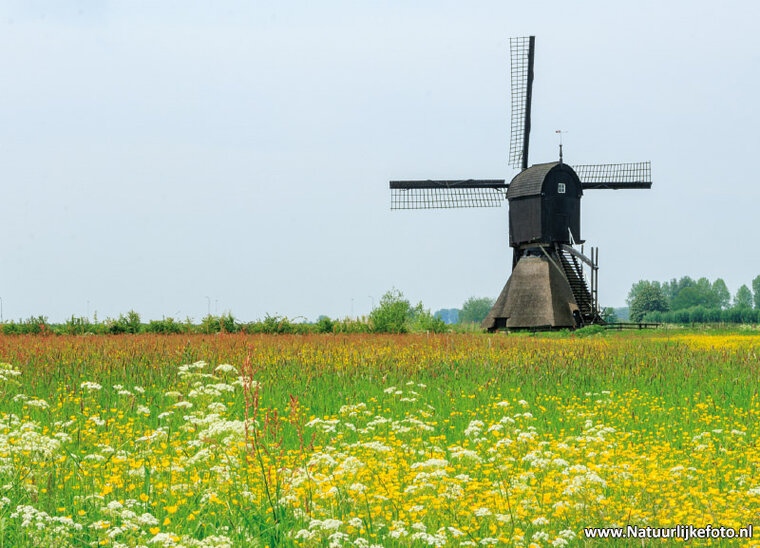 ansichtkaart Zandwijkse molen in Almkerk