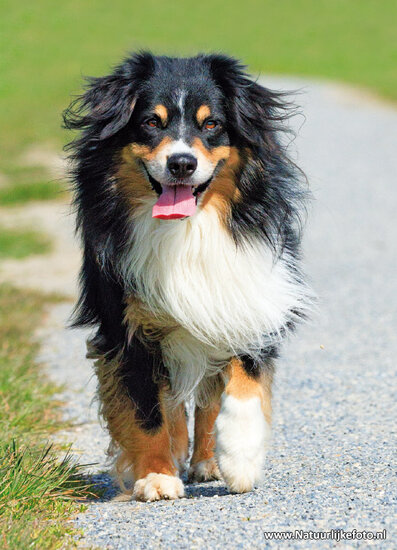 ansichtkaart hond - Mini American Shepherd (0838)