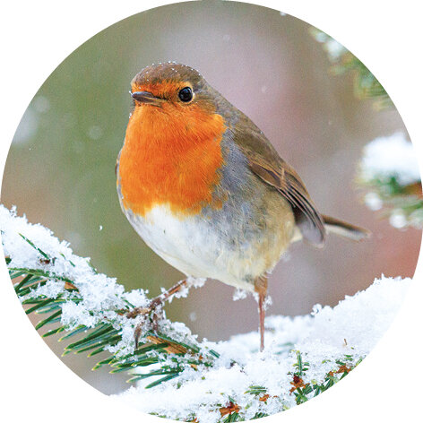 Sluitstickers roodborstje