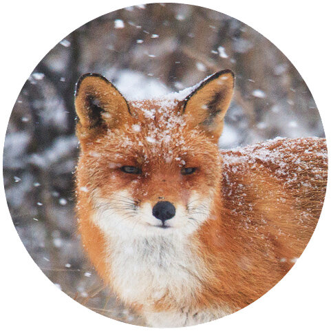 Sluitstickers vos | 10 x sluitzegels vos in de sneeuw 4cm (SZ06)