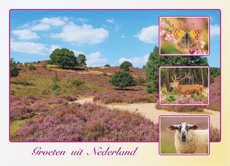 ansichtkaart groeten uit Nederland  (AH0035)