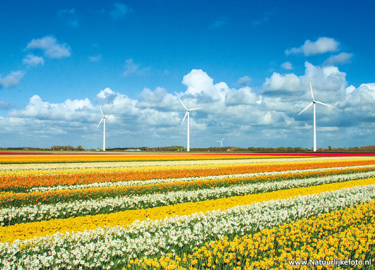 ansichtkaart windmolens met bloemen (0873)