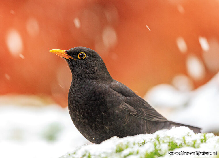 ansichtkaart merel in de sneeuw (0880)