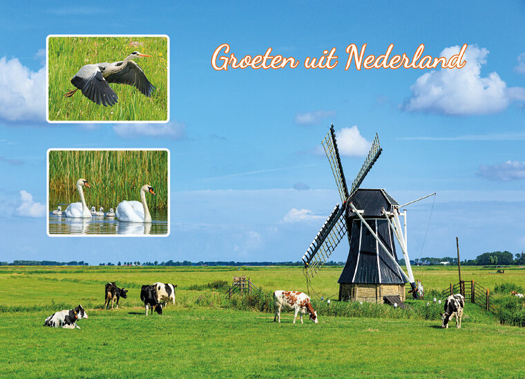 ansichtkaart groeten uit Nederland - molen met koeien