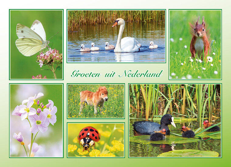 ansichtkaart groeten uit Nederland lente - Postcrossing kaarten top 100 (AH0028)