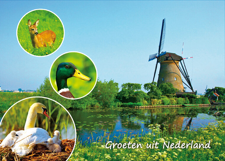 ansichtkaart Groeten uit Nederland 003