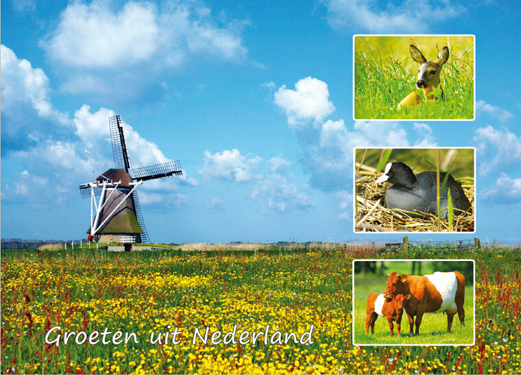ansichtkaart Groeten uit Nederland 004