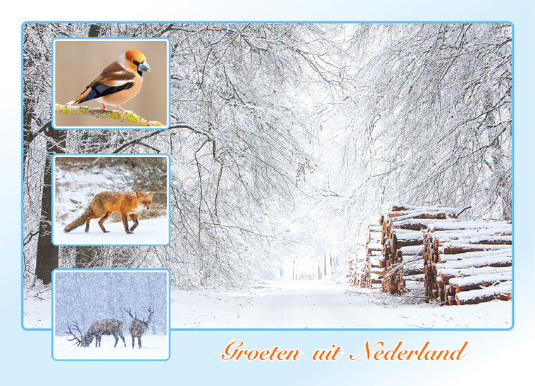 ansichtkaart groeten uit Nederland - Postcrossing kaarten top 100 (AH0024)