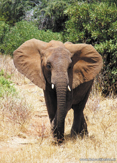 ansichtkaart Afrikaanse olifant (AF001)